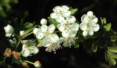 Fotografia da espécie Crataegus monogyna