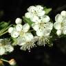 Fotografia 1 da espécie Crataegus monogyna do Jardim Botânico UTAD