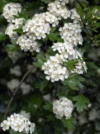 Fotografia da espécie Crataegus monogyna