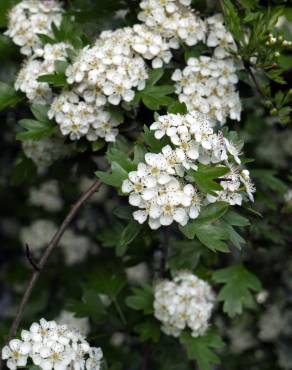 Fotografia 9 da espécie Crataegus monogyna no Jardim Botânico UTAD