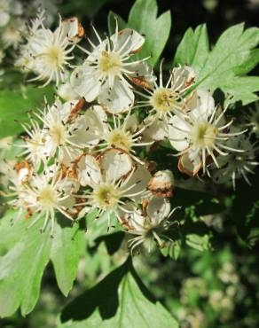 Fotografia 10 da espécie Crataegus monogyna no Jardim Botânico UTAD