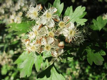 Fotografia da espécie Crataegus monogyna