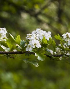 Fotografia 11 da espécie Crataegus monogyna no Jardim Botânico UTAD