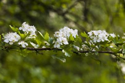 Fotografia da espécie Crataegus monogyna