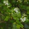 Fotografia 12 da espécie Crataegus monogyna do Jardim Botânico UTAD