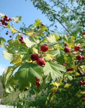 Fotografia 13 da espécie Crataegus monogyna no Jardim Botânico UTAD