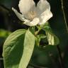 Fotografia 9 da espécie Cydonia oblonga do Jardim Botânico UTAD