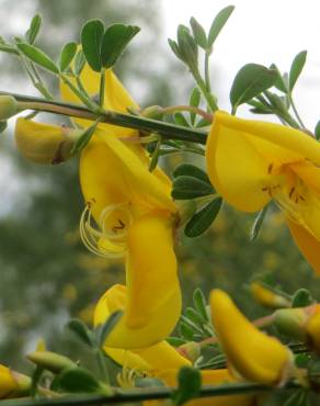 Fotografia 10 da espécie Cytisus scoparius subesp. scoparius no Jardim Botânico UTAD