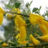 Fotografia 10 da espécie Cytisus scoparius subesp. scoparius do Jardim Botânico UTAD