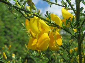 Fotografia da espécie Cytisus scoparius subesp. scoparius