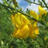 Fotografia 11 da espécie Cytisus scoparius subesp. scoparius do Jardim Botânico UTAD