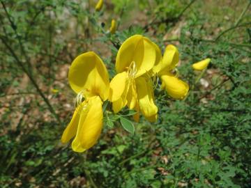 Fotografia da espécie Cytisus scoparius subesp. scoparius