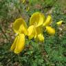 Fotografia 1 da espécie Cytisus scoparius subesp. scoparius do Jardim Botânico UTAD