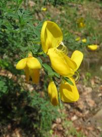 Fotografia da espécie Cytisus scoparius subesp. scoparius