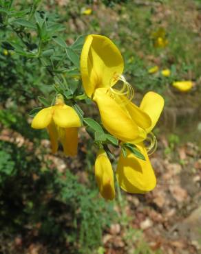 Fotografia 15 da espécie Cytisus scoparius subesp. scoparius no Jardim Botânico UTAD