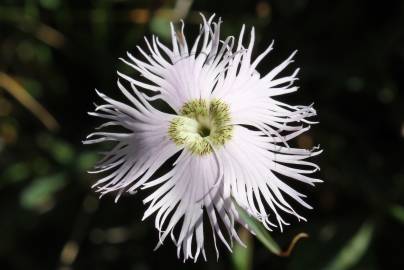 Fotografia da espécie Dianthus hyssopifolius subesp. hyssopifolius