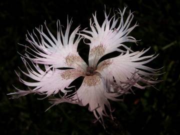 Fotografia da espécie Dianthus hyssopifolius subesp. hyssopifolius