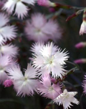 Fotografia 6 da espécie Dianthus hyssopifolius subesp. hyssopifolius no Jardim Botânico UTAD