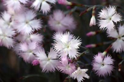 Fotografia da espécie Dianthus hyssopifolius subesp. hyssopifolius