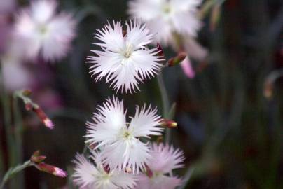 Fotografia da espécie Dianthus hyssopifolius subesp. hyssopifolius