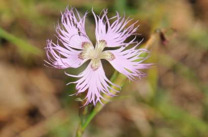 Fotografia da espécie Dianthus hyssopifolius subesp. hyssopifolius