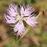 Fotografia 8 da espécie Dianthus hyssopifolius subesp. hyssopifolius do Jardim Botânico UTAD