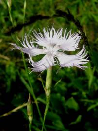 Fotografia da espécie Dianthus hyssopifolius subesp. hyssopifolius