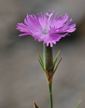 Fotografia 10 da espécie Dianthus hyssopifolius subesp. hyssopifolius no Jardim Botânico UTAD