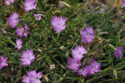 Fotografia da espécie Dianthus hyssopifolius subesp. hyssopifolius