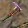 Fotografia 12 da espécie Dianthus hyssopifolius subesp. hyssopifolius do Jardim Botânico UTAD