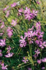 Fotografia da espécie Dianthus hyssopifolius subesp. hyssopifolius