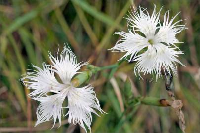 Fotografia da espécie Dianthus hyssopifolius subesp. hyssopifolius