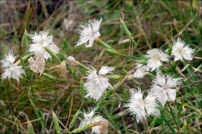 Fotografia da espécie Dianthus hyssopifolius subesp. hyssopifolius