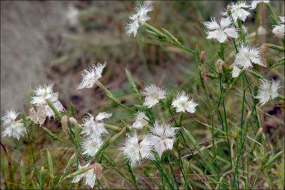 Fotografia da espécie Dianthus hyssopifolius subesp. hyssopifolius