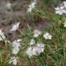 Fotografia 16 da espécie Dianthus hyssopifolius subesp. hyssopifolius do Jardim Botânico UTAD