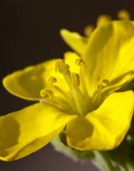 Diplotaxis tenuifolia