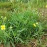 Fotografia 4 da espécie Diplotaxis tenuifolia do Jardim Botânico UTAD