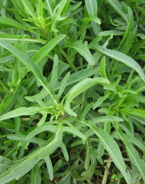 Fotografia 6 da espécie Diplotaxis tenuifolia no Jardim Botânico UTAD