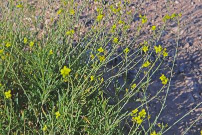Fotografia da espécie Diplotaxis tenuifolia