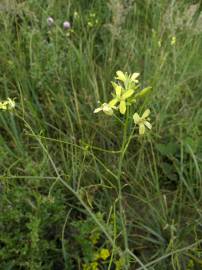 Fotografia da espécie Diplotaxis tenuifolia