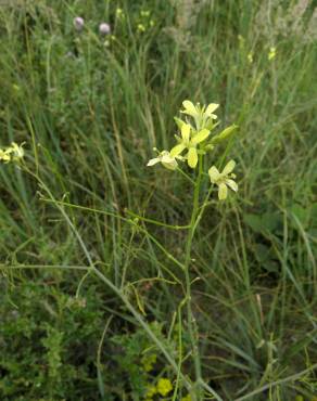 Fotografia 9 da espécie Diplotaxis tenuifolia no Jardim Botânico UTAD