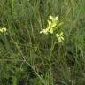 Fotografia 9 da espécie Diplotaxis tenuifolia do Jardim Botânico UTAD