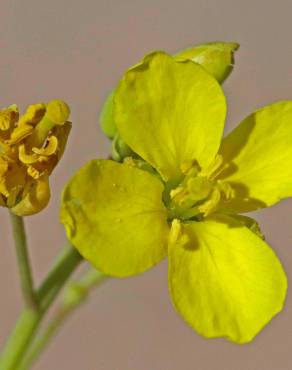 Fotografia 11 da espécie Diplotaxis tenuifolia no Jardim Botânico UTAD