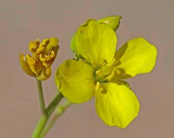 Fotografia da espécie Diplotaxis tenuifolia