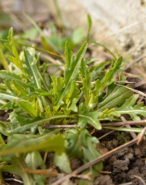 Fotografia 12 da espécie Diplotaxis tenuifolia no Jardim Botânico UTAD