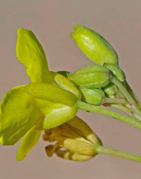 Fotografia 13 da espécie Diplotaxis tenuifolia no Jardim Botânico UTAD