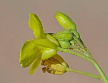 Fotografia da espécie Diplotaxis tenuifolia