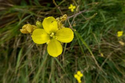 Fotografia da espécie Diplotaxis tenuifolia