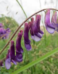 Vicia cracca