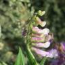 Fotografia 6 da espécie Vicia cracca do Jardim Botânico UTAD